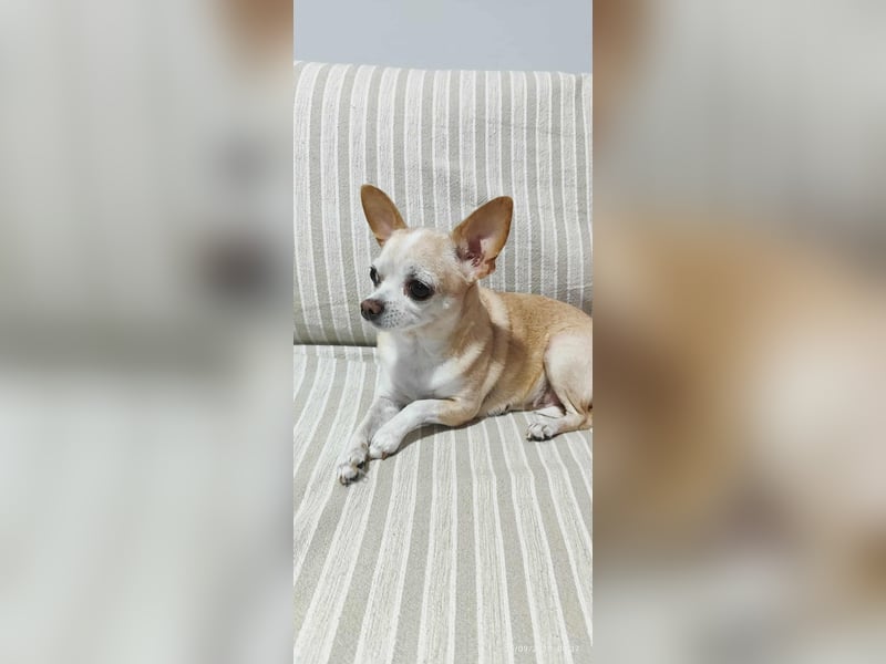 Chihuahua Dame Mila hofft auf ihr Glück