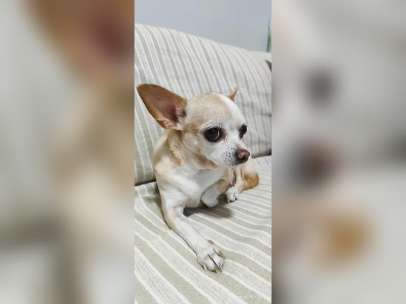 Chihuahua Dame Mila hofft auf ihr Glück