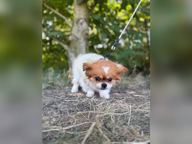 Chip Nr. 24962970 - der kleine Mann ist anhänglich und freundlich und sucht ein ruhiges Zuhause