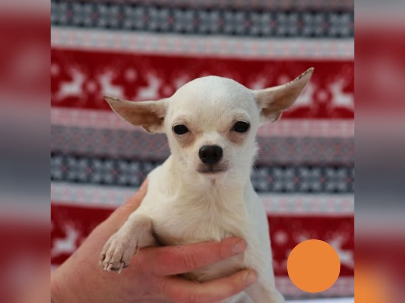 FLOCKE - ich wünsche mir eine Familie, in der ich geliebt und geschätzt werde...