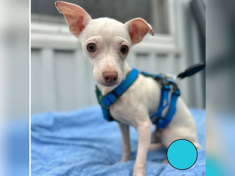 BEBE - ich freue mich auf meine Menschen und gespannt, was mich erwartet...