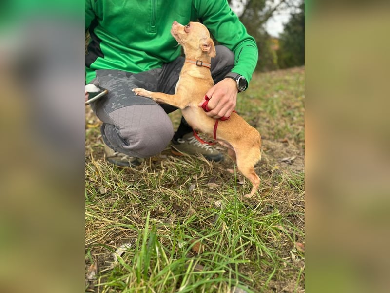 ELODIE - ich möchte so gerne ein Teil DEINER Familie sein! ELODIE - ich möchte so gerne ein Teil DEINER Familie sein!