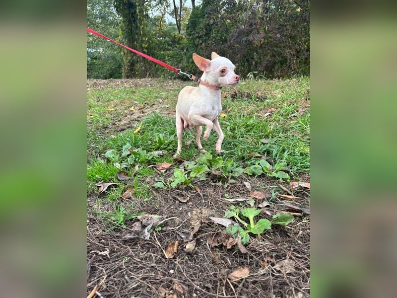 DAYSI - ich möchte endlich ein geliebtes Familienmitglied sein! DAYSI - ich möchte endlich ein geliebtes Familienmitglied sein!