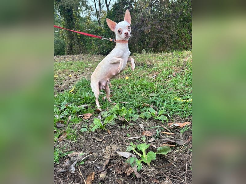 DAYSI - ich möchte endlich ein geliebtes Familienmitglied sein! DAYSI - ich möchte endlich ein geliebtes Familienmitglied sein!