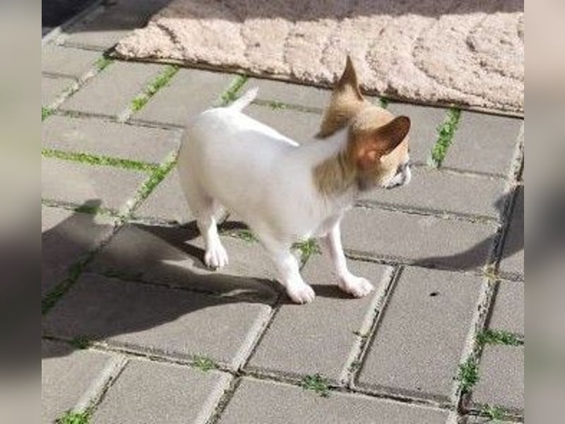 Welpe IGI - wer schenkt dem kleinen Mann ein liebevolles Für-Immer Zuhause?