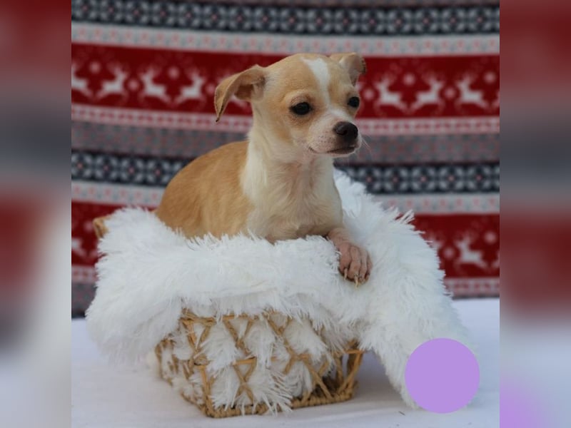 Welpe Chip-Nr. 438108 - ich freue mich auf ein tolles Leben in meinem Für-Immer Zuhause