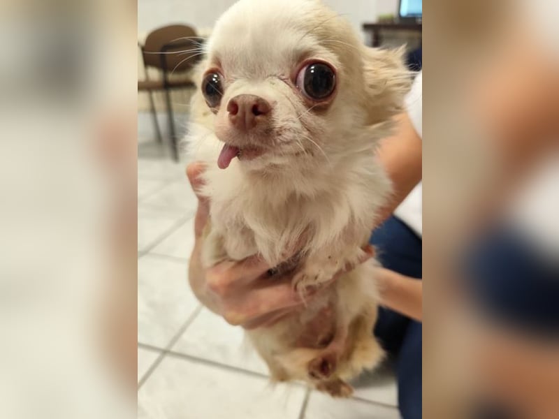 TIFFY - die liebe und freundliche kleine Maus sucht ein ruhiges, liebevolles Zuhause