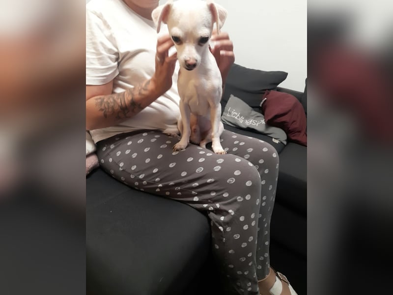 SMOOTHIE - Der Chihuahua ist bereist in Deutschland. Er sucht ein ruhiges Umfeld