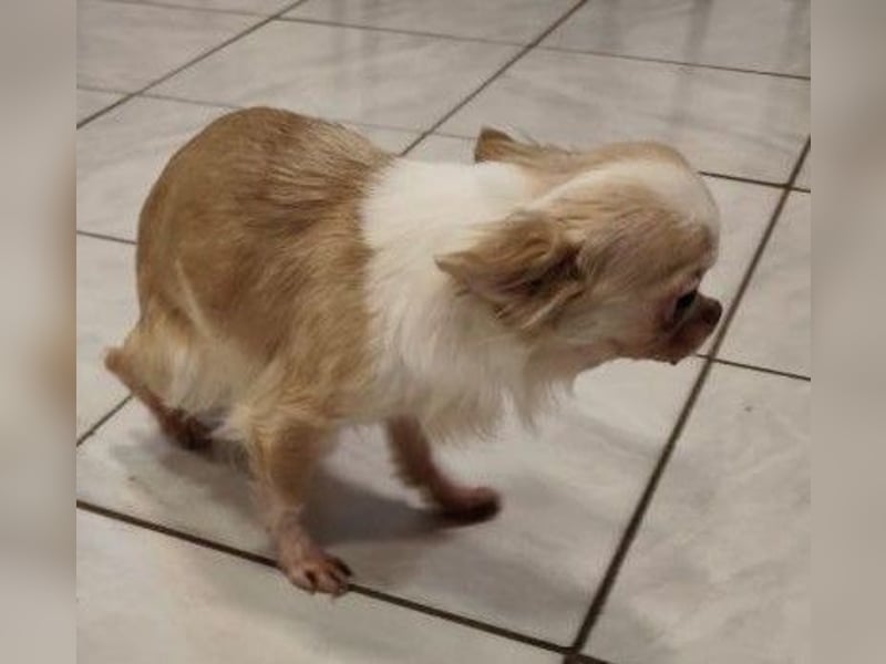 TIFFY - die liebe und freundliche kleine Maus sucht ein ruhiges, liebevolles Zuhause