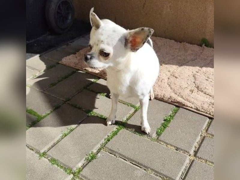 NINON - wer schenkt der kleinen Maus sein Herz und ein liebevolles Zuhause?