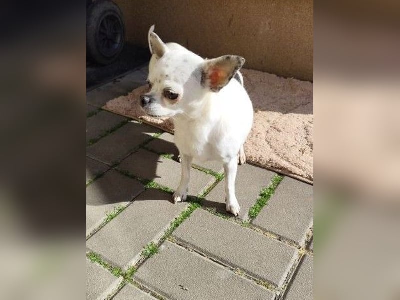 NINON - wer schenkt der kleinen Maus sein Herz und ein liebevolles Zuhause?