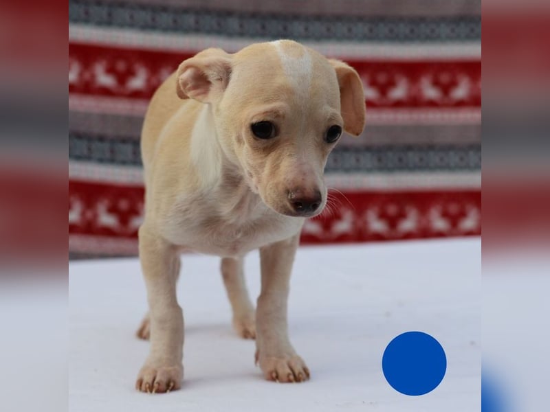 Welpe Chip-Nr. 437695 - der kleine Mann freut sich auf ein Leben als Familienhund!