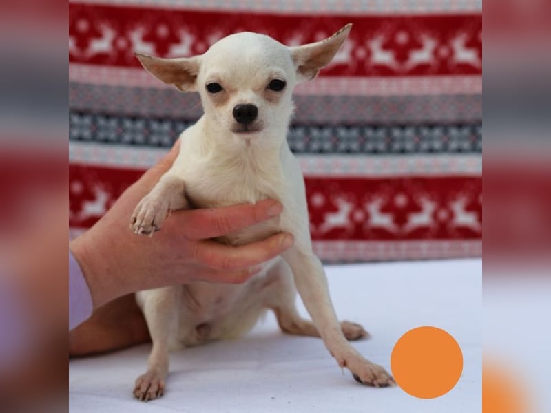 FLOCKE - ich wünsche mir eine Familie, in der ich geliebt und geschätzt werde...