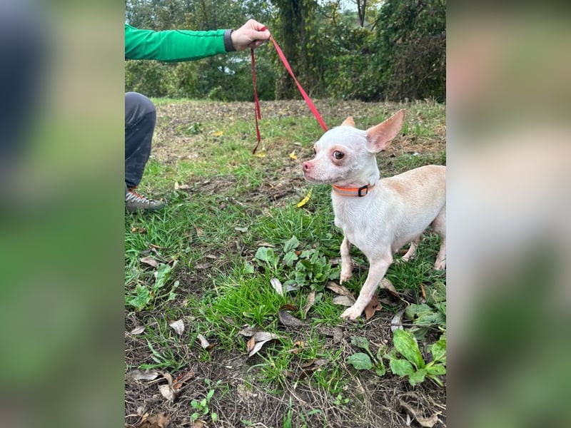 DAYSI - ich möchte endlich ein geliebtes Familienmitglied sein! DAYSI - ich möchte endlich ein geliebtes Familienmitglied sein!