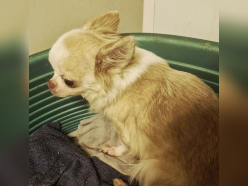 TIFFY - die liebe und freundliche kleine Maus sucht ein ruhiges, liebevolles Zuhause