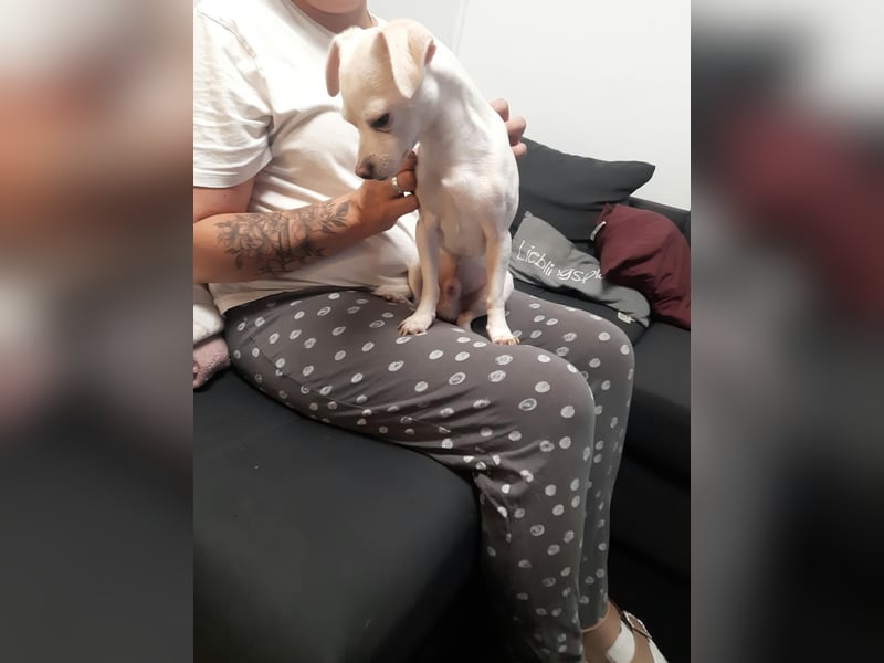 SMOOTHIE - Der Chihuahua ist bereist in Deutschland. Er sucht ein ruhiges Umfeld