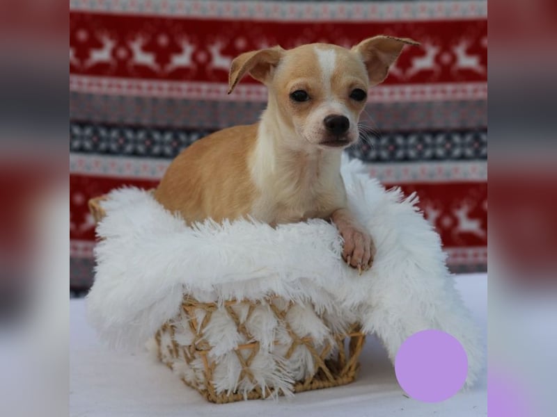 Welpe Chip-Nr. 438108 - ich freue mich auf ein tolles Leben in meinem Für-Immer Zuhause