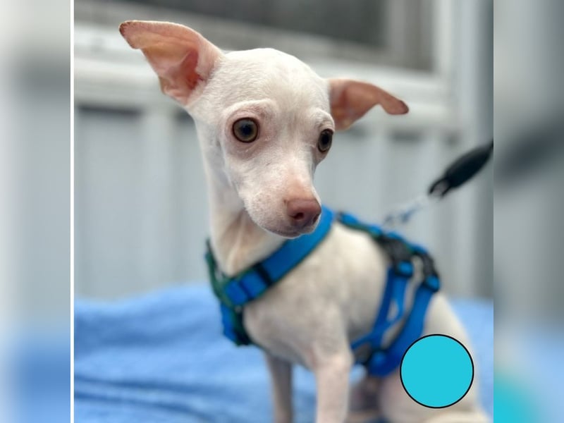 BEBE - ich freue mich auf meine Menschen und gespannt, was mich erwartet...