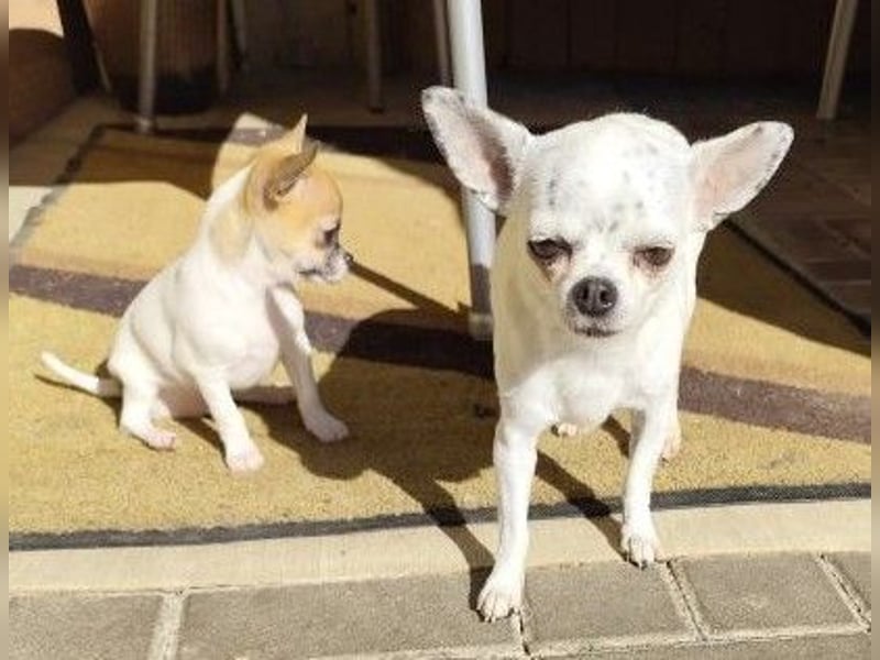 NINON - wer schenkt der kleinen Maus sein Herz und ein liebevolles Zuhause?