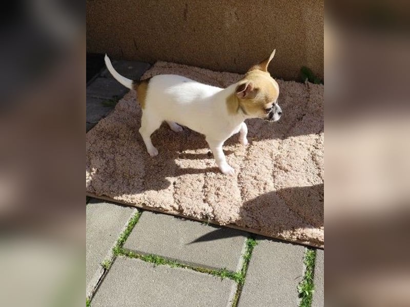 Welpe IGI - wer schenkt dem kleinen Mann ein liebevolles Für-Immer Zuhause?