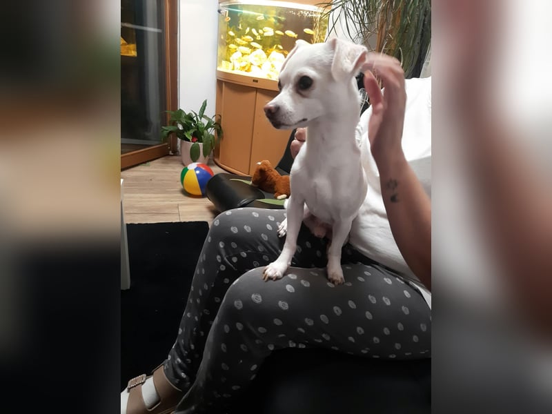 SMOOTHIE - Der Chihuahua ist bereist in Deutschland. Er sucht ein ruhiges Umfeld