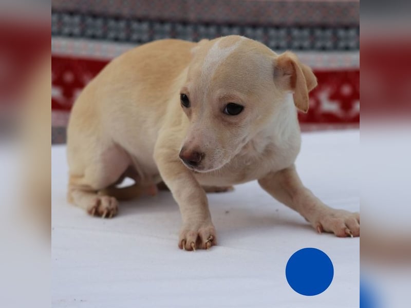 Welpe Chip-Nr. 437695 - der kleine Mann freut sich auf ein Leben als Familienhund!