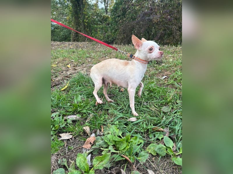 DAYSI - ich möchte endlich ein geliebtes Familienmitglied sein! DAYSI - ich möchte endlich ein geliebtes Familienmitglied sein!