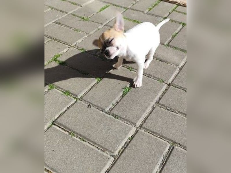 Welpe IGI - wer schenkt dem kleinen Mann ein liebevolles Für-Immer Zuhause?