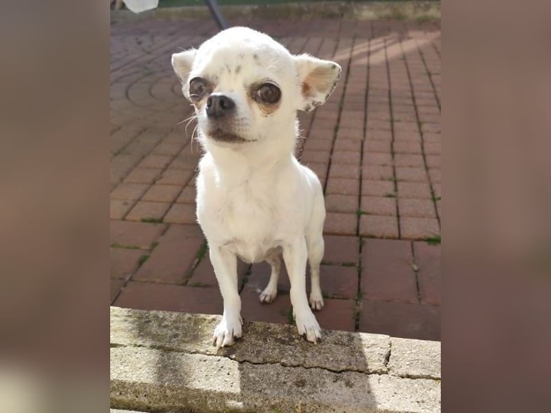 NINON - wer schenkt der kleinen Maus sein Herz und ein liebevolles Zuhause?