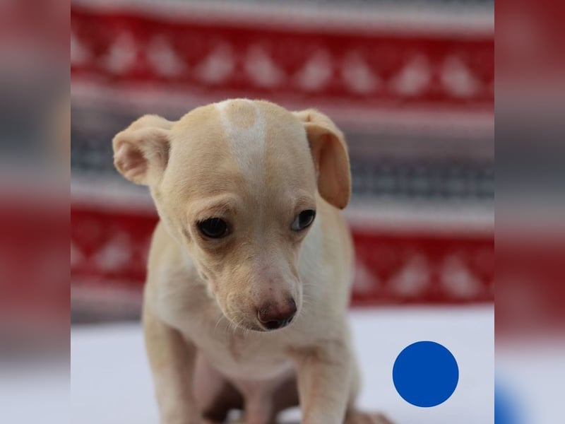 Welpe Chip-Nr. 437695 - der kleine Mann freut sich auf ein Leben als Familienhund!