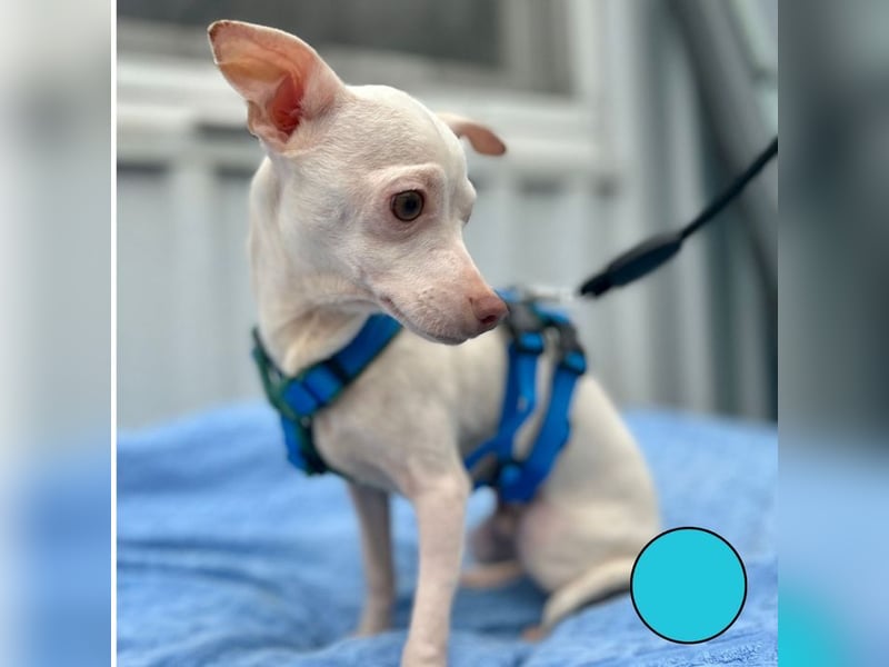 BEBE - ich freue mich auf meine Menschen und gespannt, was mich erwartet...