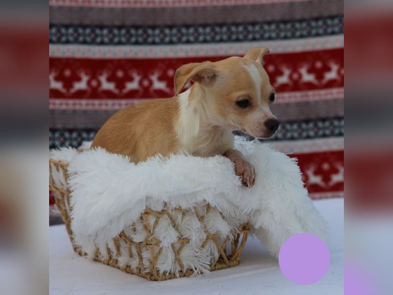 Welpe Chip-Nr. 438108 - ich freue mich auf ein tolles Leben in meinem Für-Immer Zuhause