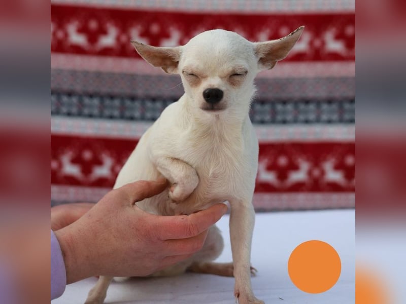 FLOCKE - ich wünsche mir eine Familie, in der ich geliebt und geschätzt werde...