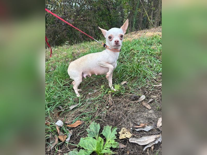 DAYSI - ich möchte endlich ein geliebtes Familienmitglied sein! DAYSI - ich möchte endlich ein geliebtes Familienmitglied sein!