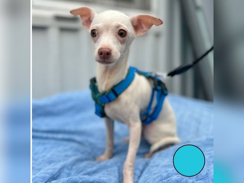 BEBE - ich freue mich auf meine Menschen und gespannt, was mich erwartet...