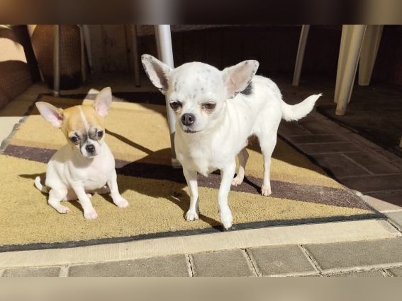 Welpe IGI - wer schenkt dem kleinen Mann ein liebevolles Für-Immer Zuhause?