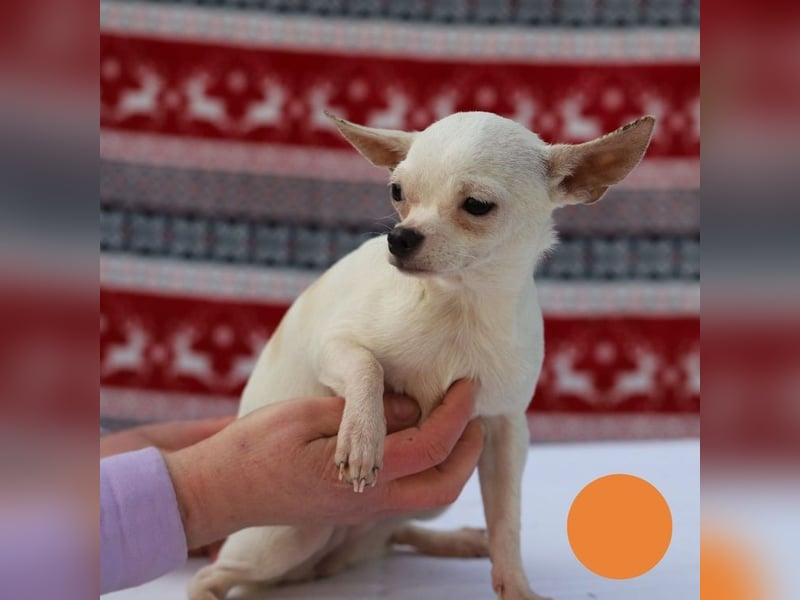 FLOCKE - ich wünsche mir eine Familie, in der ich geliebt und geschätzt werde...