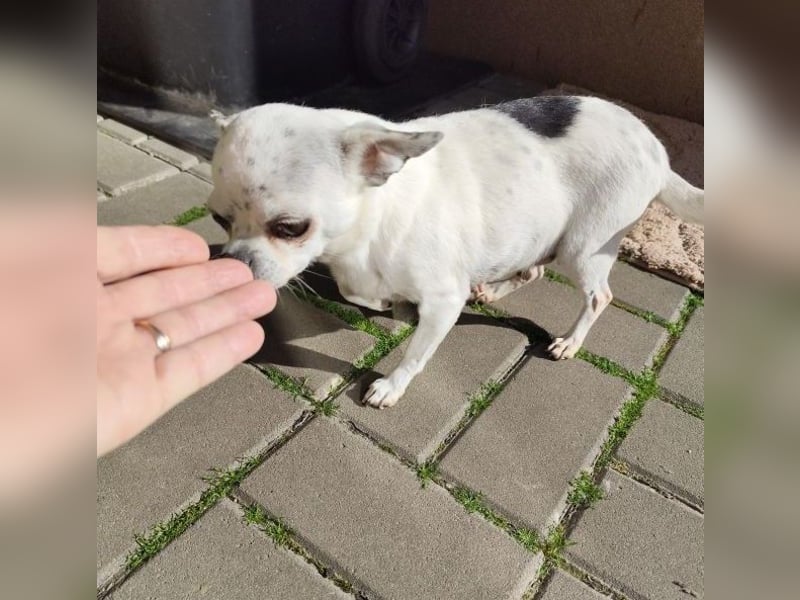 NINON - wer schenkt der kleinen Maus sein Herz und ein liebevolles Zuhause?