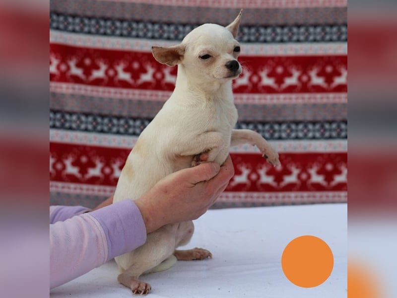 FLOCKE - ich wünsche mir eine Familie, in der ich geliebt und geschätzt werde...