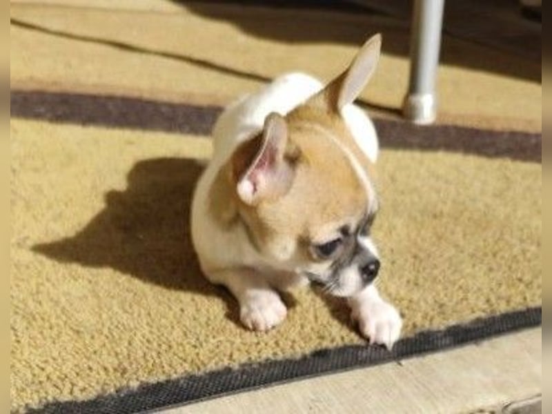 Welpe IGI - wer schenkt dem kleinen Mann ein liebevolles Für-Immer Zuhause?