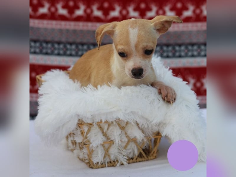 Welpe Chip-Nr. 438108 - ich freue mich auf ein tolles Leben in meinem Für-Immer Zuhause