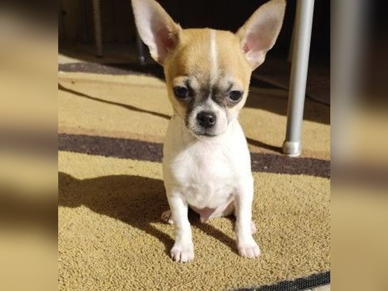 Welpe IGI - wer schenkt dem kleinen Mann ein liebevolles Für-Immer Zuhause?