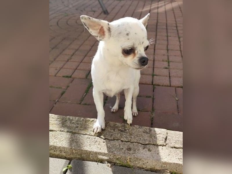 NINON - wer schenkt der kleinen Maus sein Herz und ein liebevolles Zuhause?