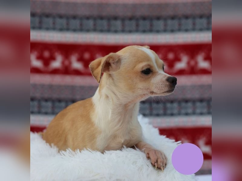 Welpe Chip-Nr. 438108 - ich freue mich auf ein tolles Leben in meinem Für-Immer Zuhause