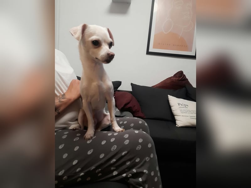 SMOOTHIE - Der Chihuahua ist bereist in Deutschland. Er sucht ein ruhiges Umfeld