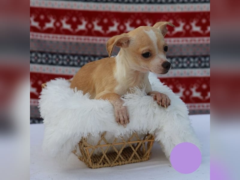 Welpe Chip-Nr. 438108 - ich freue mich auf ein tolles Leben in meinem Für-Immer Zuhause