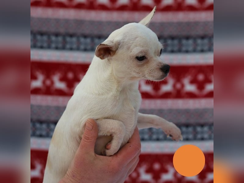 FLOCKE - ich wünsche mir eine Familie, in der ich geliebt und geschätzt werde...