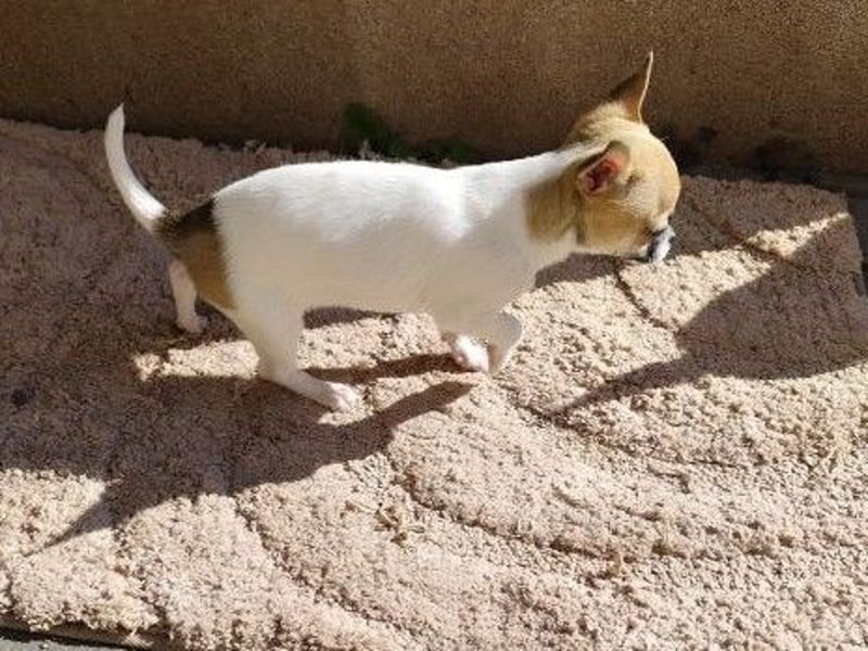 Welpe IGI - wer schenkt dem kleinen Mann ein liebevolles Für-Immer Zuhause?