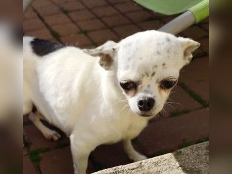 NINON - wer schenkt der kleinen Maus sein Herz und ein liebevolles Zuhause?