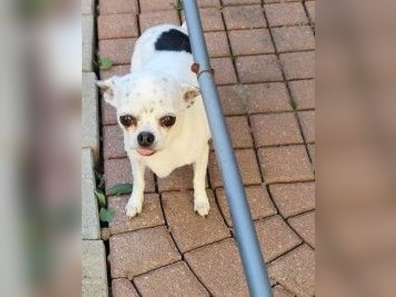 NINON - wer schenkt der kleinen Maus sein Herz und ein liebevolles Zuhause?